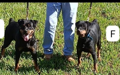 Casal de cachorro rottweiler