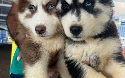 Husky Siberiano, duas fêmeas preta com branca e marrom com branco 